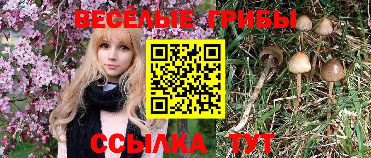 Домодедово  Галлюциногенные грибы Psilocybe  дарнет шоп  Вход с VPN  Псилоцибиновые грибы GOLDEN TEACHER 